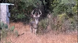 The 2023 Texas Hunting Season Begins! NICE BUCK SPOTTED AT 30 YARDS!!