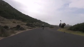 Cyclists chased  by an ostrich.😂😂funniest moments thing you"ll see today