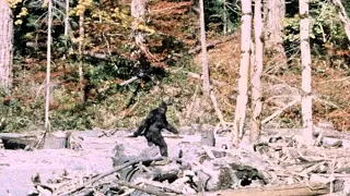 BIGFOOT SIGHTINGS IN PENNSYLVANIA??? 🐵🐵🐵