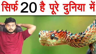 Sirf 20 Hai Pure Duniya Me - दुनिया के सबसे Rare साँप - Snakes & Various Random Facts - FactTechz