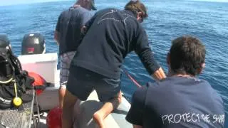 SHARK DIVING IN AZORES