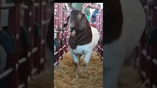 Boer Goats Greyling