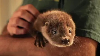 Reintroducing The Elusive Otter | Wild Rescue | BBC Earth