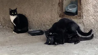 Cute black stray cats make love when I feed them | Cats mating