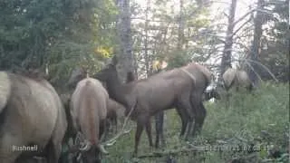 Freak Bull on trail camera