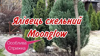 СТРИЖКА.БЛАКИТНИЙ Ялівець Moonglow(Мунглоу).Особлива стрижка. Блакитний ялівець .Завжди буде гарним.