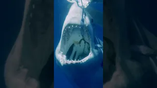 SHARKS AND FREAKING LASERBEAMS 🦈❇️‼️ #sharks #ocean #animal #laser