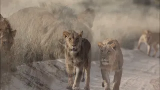 Cats of the Kgalagadi Transfrontier park