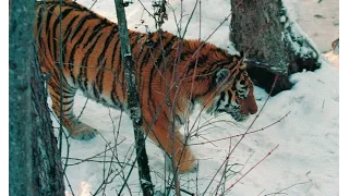 Field diary by Pavel Fomenko, the tiger census coordinator