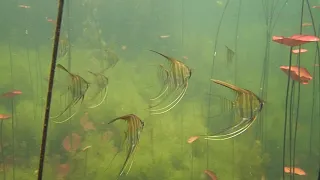 Rio Tapajós, Amazonas: Pterophyllum - Acara Bandeira - Angelfish- Skalar