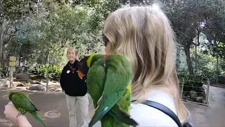 San Diego Zoo  Safari Park Day GoPro 4k