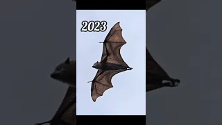 2023 bat and 5000bce bat || Past animals ||#shorts #Trend #trend #new #evolution #animal #today