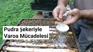 Pudra Şekeriyle Varoa Mücadelesi - Hollanda