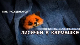 Как рождаются карманные лисички👌🧡😳