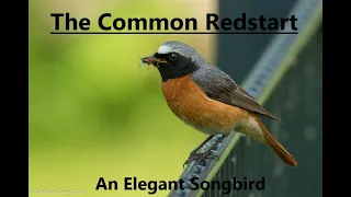 The Common Redstart (Phoenicurus phoenicurus) - A Colourful Songbird