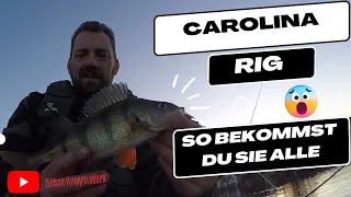 Carolina Rig und die Barsche rasten aus. C-Rig erklärt + Verlosung Starter Paket