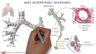 VOIES RESPIRATOIRES INFÉRIEURES - Anatomie