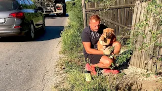 Abandoned and scared, these puppies had a real horror on the road.