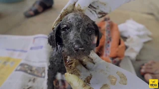 Tiny Puppy Covered in Tar