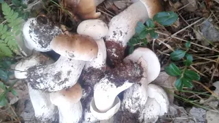 Много белых грибов за 10 минут. Поляна белых грибов. Сентябрь 2017