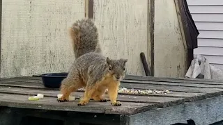 Backyard Squirrel's Breakfast...
