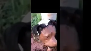 naughty dog fall down #viral #cat #funny