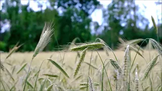 ДУЭТ ПТИЦЫ СЛАВКИ С КУЗНЕЧИКАМИ НА МАКОВОМ ПОЛЕ-ЗВУКИ ПРИДУМАННЫЕ ТВОРЦОМ ИСЦЕЛЯЮТ.