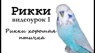 🎤 Учим попугая Рикки говорить. Видеоурок 1: "Рикки хорошая птичка"