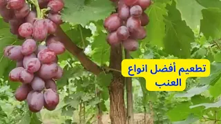 How to graft grape trees in easy ways / grafting grapes / How to graft fig tree