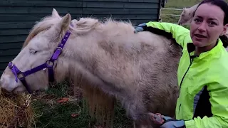 Clipping your cob; a bib clip