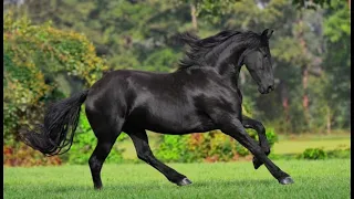 BEAUTIFUL Horses You Will Admire