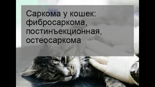 Саркома у кошек: фибросаркома, постинъекционная, остеосаркома