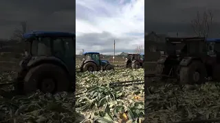 New Holland TD100 / TD90 / 80-66  #newholland #8066 #agriculture #tafra #tractorvideo  #farming