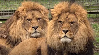 Meet Rock and Roar, living cousins of the EXTINCT Barbary lion