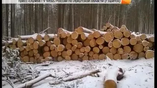 Незаконная вырубка деревьев в Кежемском
