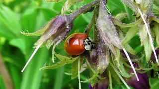 Глазчатая божья коровка без точек ест тлю  (  Anatis ocellata )