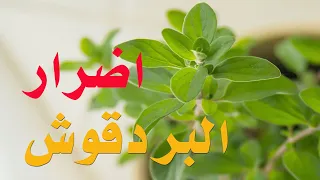 احذر تناول البردقوش في هذه الحالات لأنه يسبب مشاكل صحية كبيرة