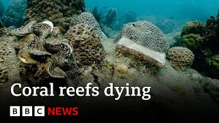 Corals turning white and dying after record heat, say scientists | BBC News