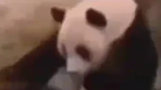 UNEXPECTED memes part 57 | confused panda