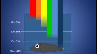 Fishing Lure Color Selection (Part 2): Depth Affects What Colors Fish Can See