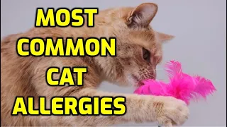 Types Of Allergies In Cats (8 Most Common Causes)