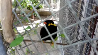 Говорящая птица в зоопарке Барселоны. Смотреть всем!  Прикол!