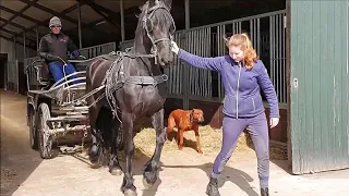 Part 7. Start training the 3 year old Friesian horses. Driving Eefje at home for the first time.