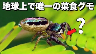 このクモが「ベジタリアン」になった理由