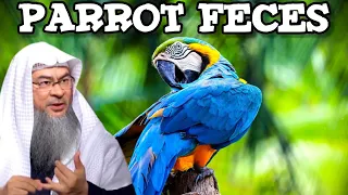 Parrots As Pets, Are their Feces Pure