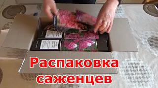 Распаковка посылки с саженцами для весны из интернет-магазина. Дельфиниум, гортензии и флоксы.