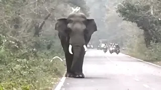 লাটাগুরির রাস্তায় হাতি।Ab page।elephant at lataguri