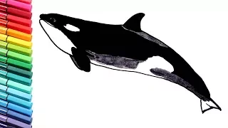 Drawing and Coloring Orca Killer Whale - Sea Animals Learning Colors Colored Book For Childrens