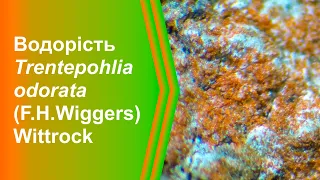 Зелена епіфітна водорість Trentepohlia odorata (F.H.Wiggers) Wittrock (Львів, Україна)
