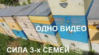 Сила 3-х семей в  одном видео. Май/пасека 2018/ весна на пасеке